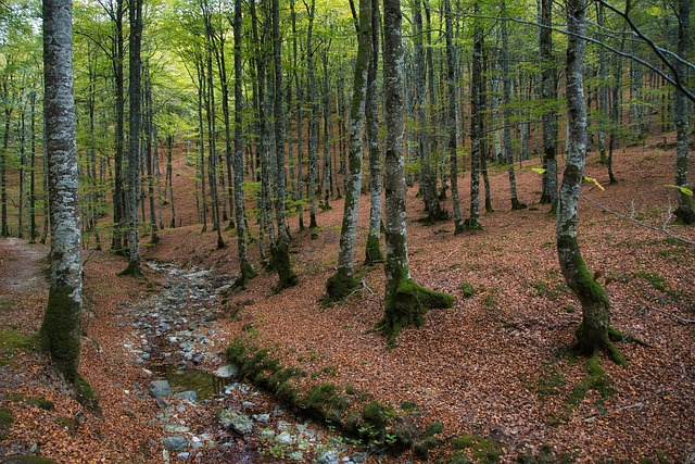 Selva Irato, Navarra, Espanha, Panorama