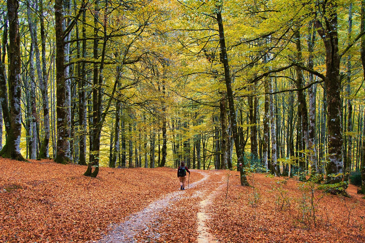 irato-jungle-navarre-spain-free-photo-on-pixabay-pixabay