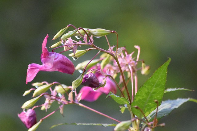 Free Blossom Bloom photo and picture