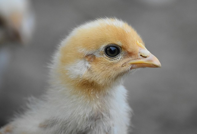 Free Chicken Chick photo and picture