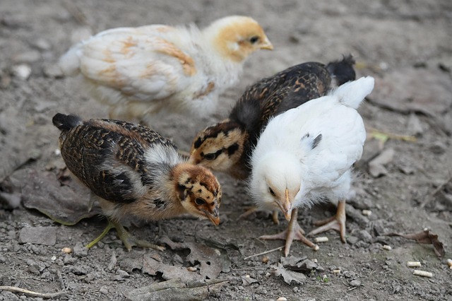 Free Chicken Faucet photo and picture