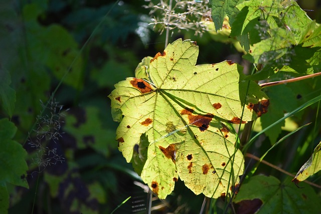 Free Leaf Maple photo and picture