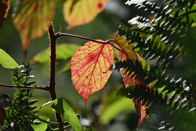 Free Leaf Backlighting photo and picture