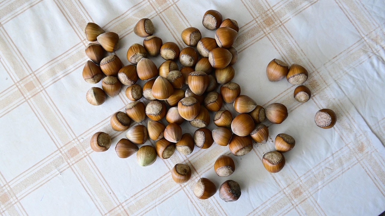 Hazelnuts The Squirrel Food Free photo on Pixabay Pixabay