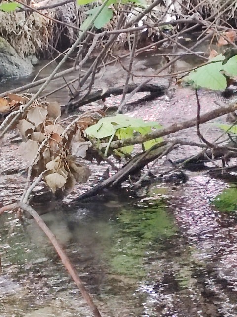 Rivier, Natuur, Ontspannen, Water