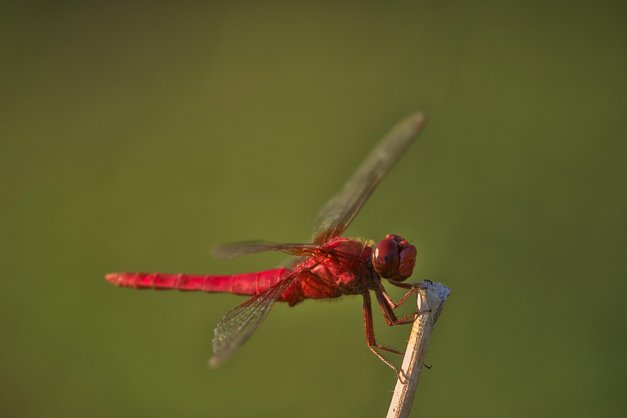 Download free HD stock image of Dragonfly Insect Free Dragonfly Insect photo and picture