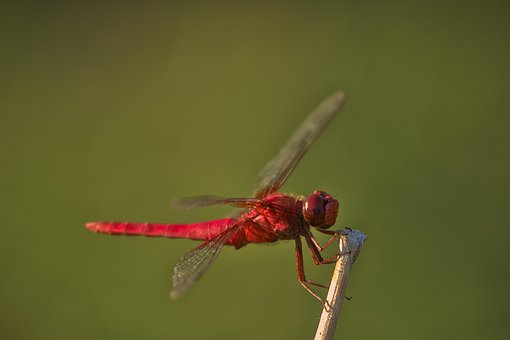 Free Dragonfly Insect photo and picture