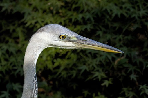 Free Grey Heron Heron photo and picture