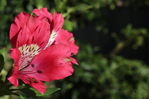 Free Pink Flower Peruvian Lily photo and picture