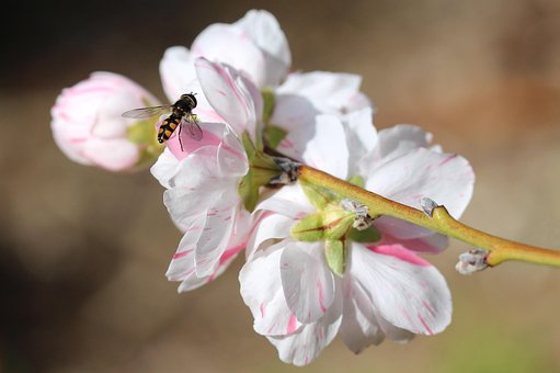 Free Hoverfly Syrphid photo and picture