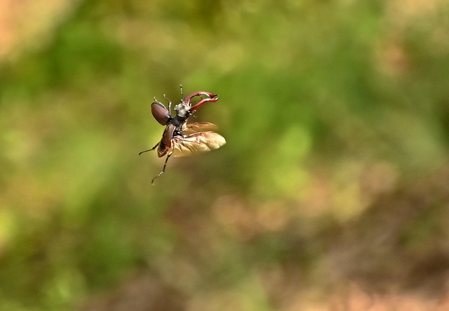 Insetos, Besouro, Natureza, Asas