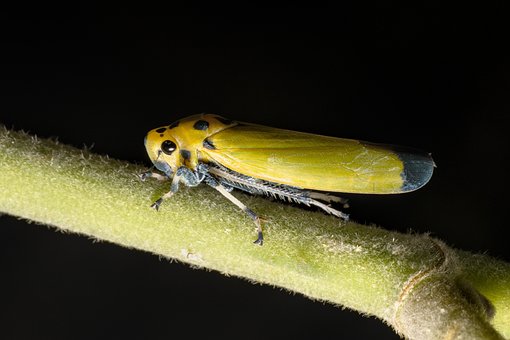Free Bothrogonia Leaf Hopper photo and picture