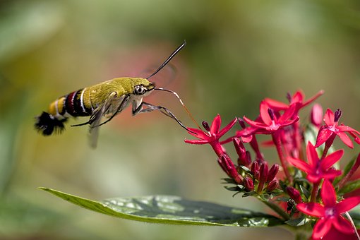 Free Hawk Moth Flower Background photo and picture