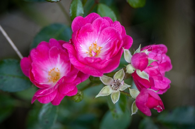 Rose, Blomster, Plante, Kronblade