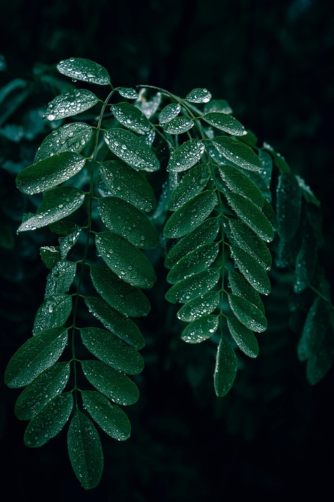 雨后 黑槐叶 黑暗的 - Pixabay上的免费照片 - Pixabay