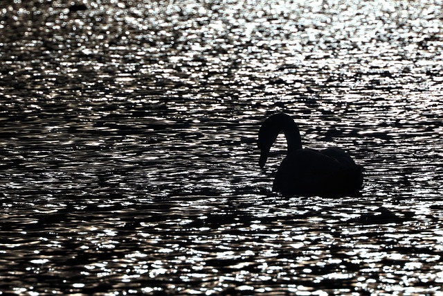 Free Swan Water Bird photo and picture