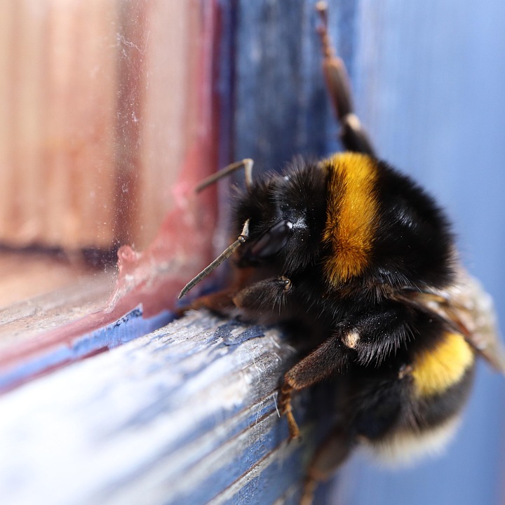 Bumblebee Bee Insect - Free photo on Pixabay - Pixabay