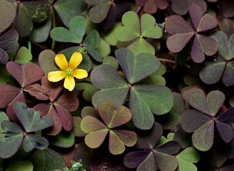 Čtyři Leaf Clover, Listy, Trojlístky