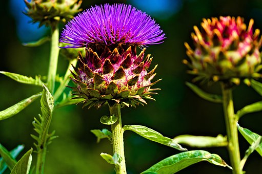 Free Flower Nature photo and picture