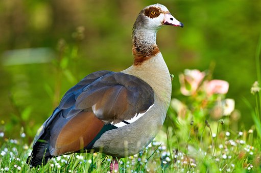 Free Bird Meadow photo and picture
