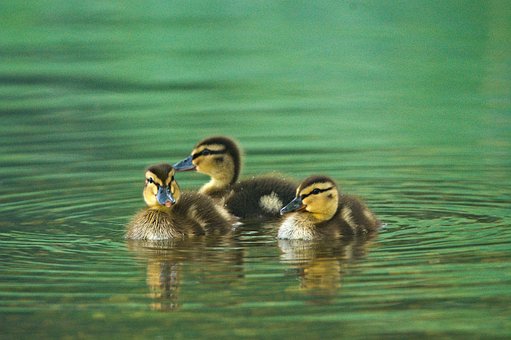 Free Ducks Lake photo and picture