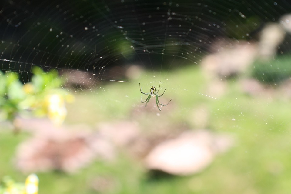 Web Weaver Insect Spider Web Weaver Orb - Free photo on Pixabay - Pixabay