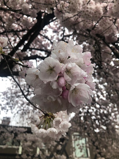 Blüte, Frühling, Kirsche, Kirschblüte