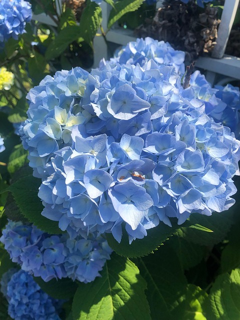 Candid-Fotowettbewerb, Blumen, Blau