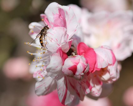 Free Hoverfly Flower Fly photo and picture
