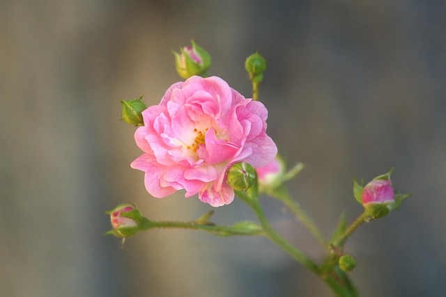 Free Blossoms Petals photo and picture