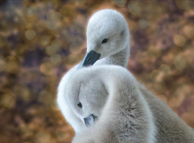 Free Birds Swans photo and picture