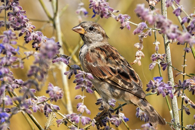 Free Bird Free Wallpaper photo and picture