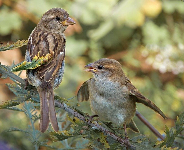 Vogel, Vogels Kijken, Watervogel, Dier