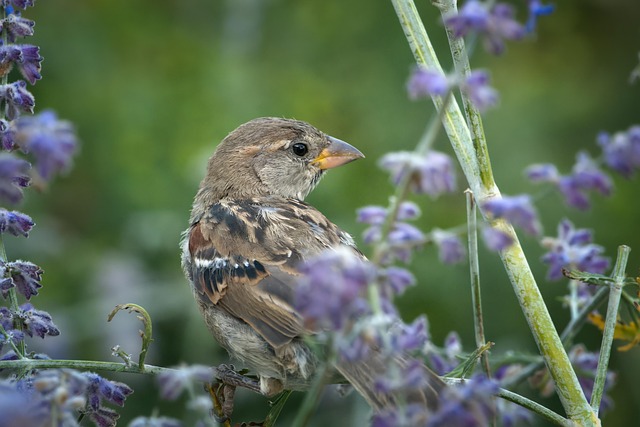 Free Bird Sparrow photo and picture