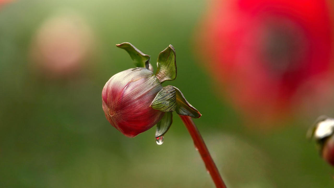 Flower Bud Petals Free photo on Pixabay Pixabay