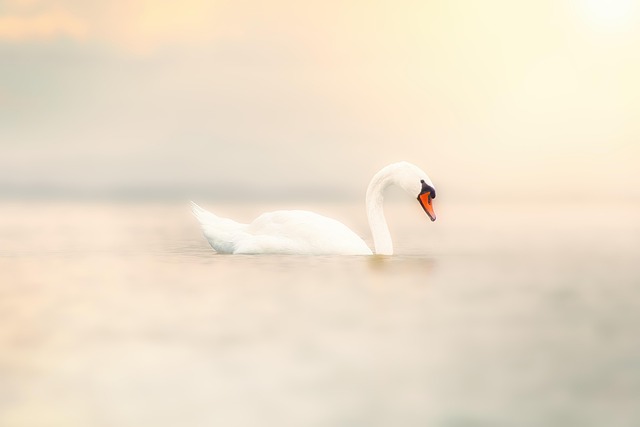 Free Bird Swan photo and picture