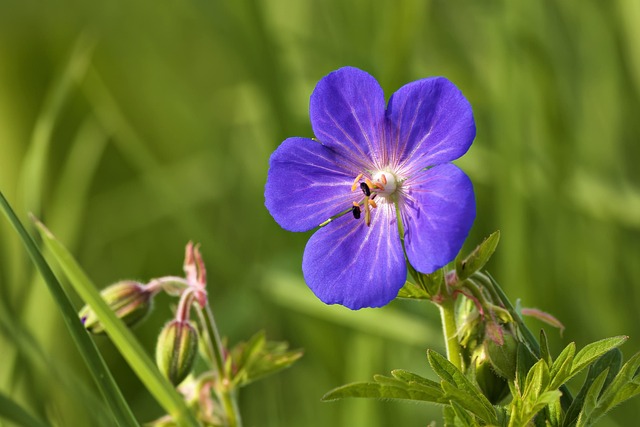 Free Flower Petals photo and picture
