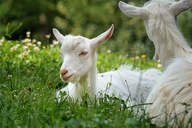 Free Animal Goat photo and picture
