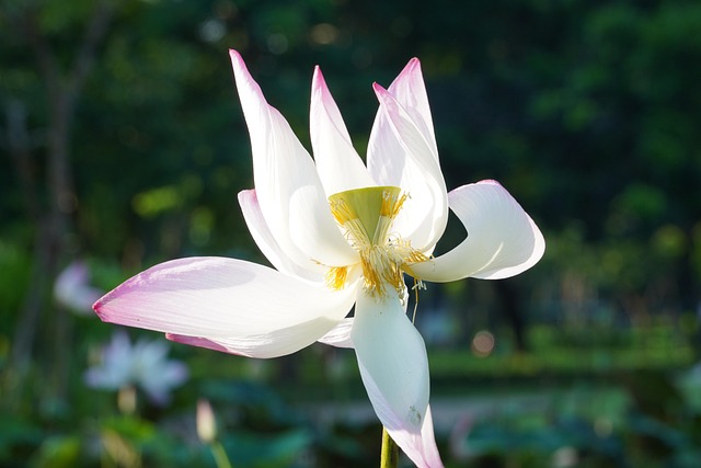 Free Flower Lotus photo and picture