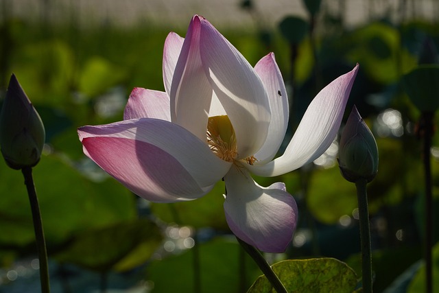 Free Flower Lotus photo and picture