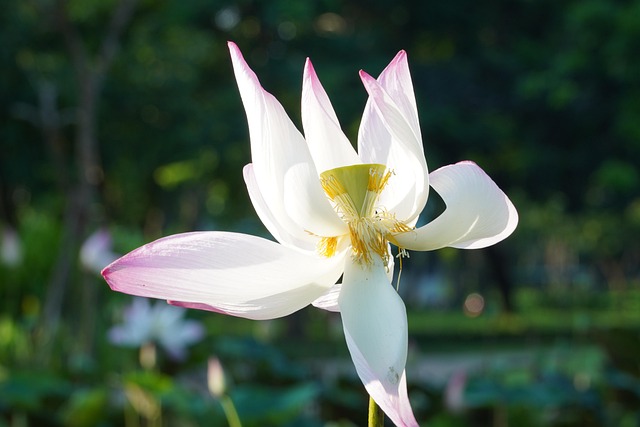 Free Flower Lotus photo and picture