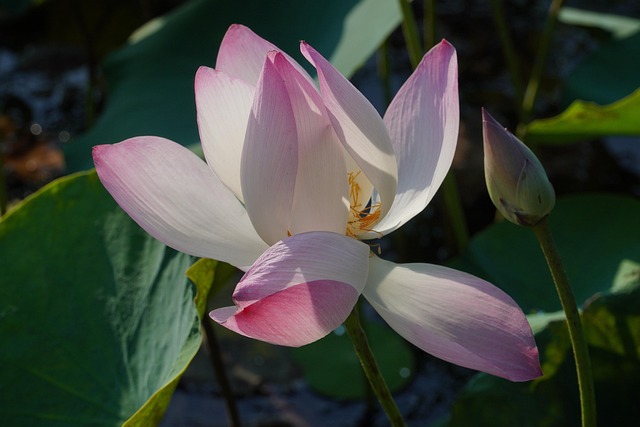 Free Flower Lotus Flower photo and picture