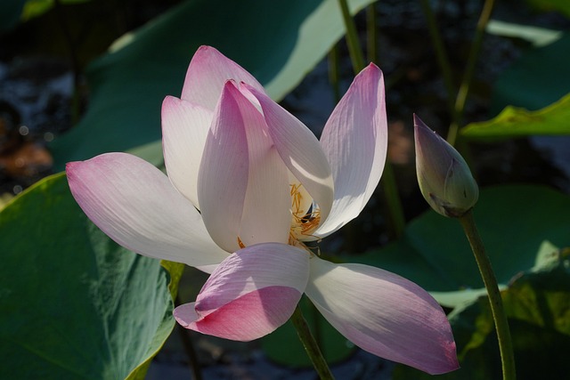 Free Flower Lotus Flower photo and picture