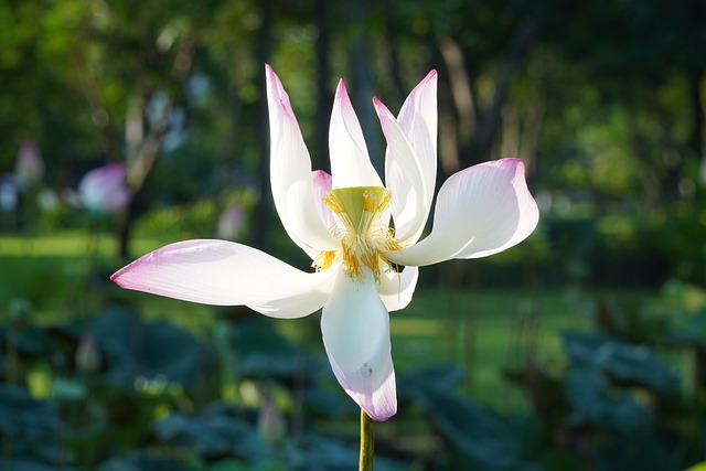 Free Nature Flower photo and picture