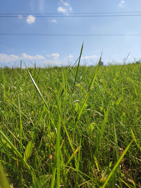 Free Nature Grass photo and picture