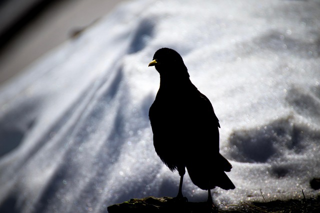 Neve, Pássaro, Animal, Natureza, Pico