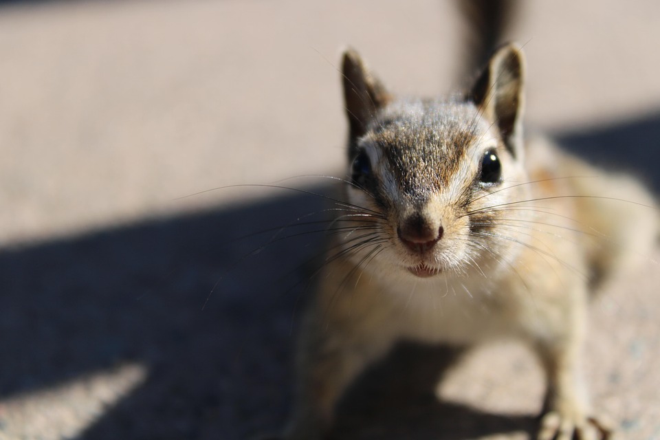 Animal Chipmunk Wildlife - Free photo on Pixabay