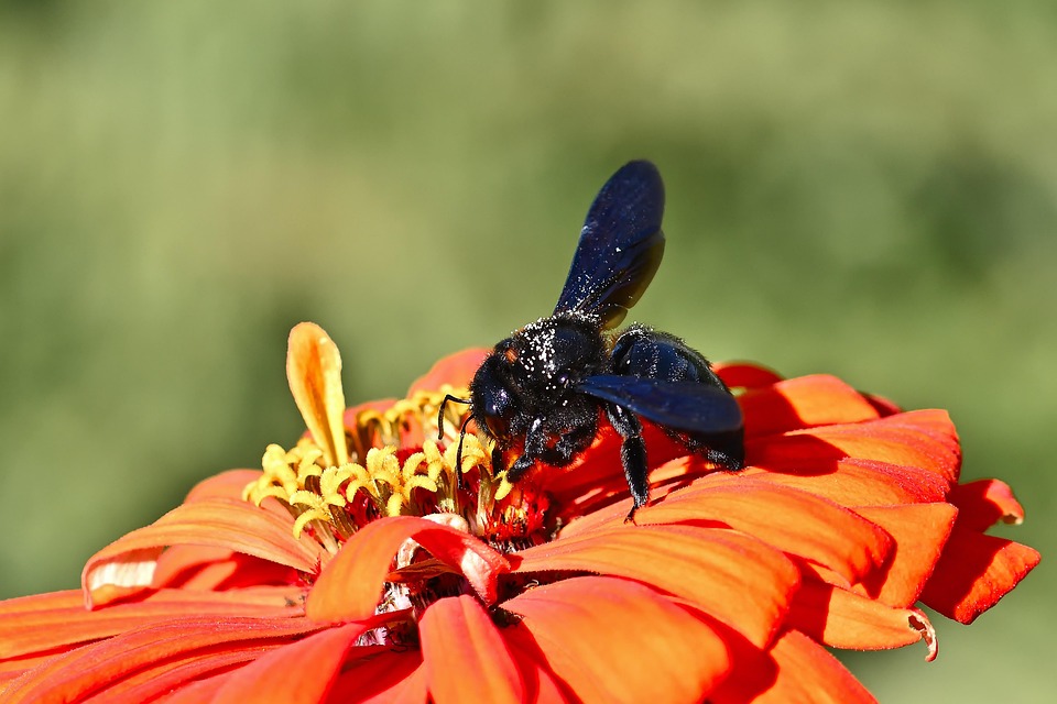 Blue Carpenter Bee Insect Free photo on Pixabay Pixabay