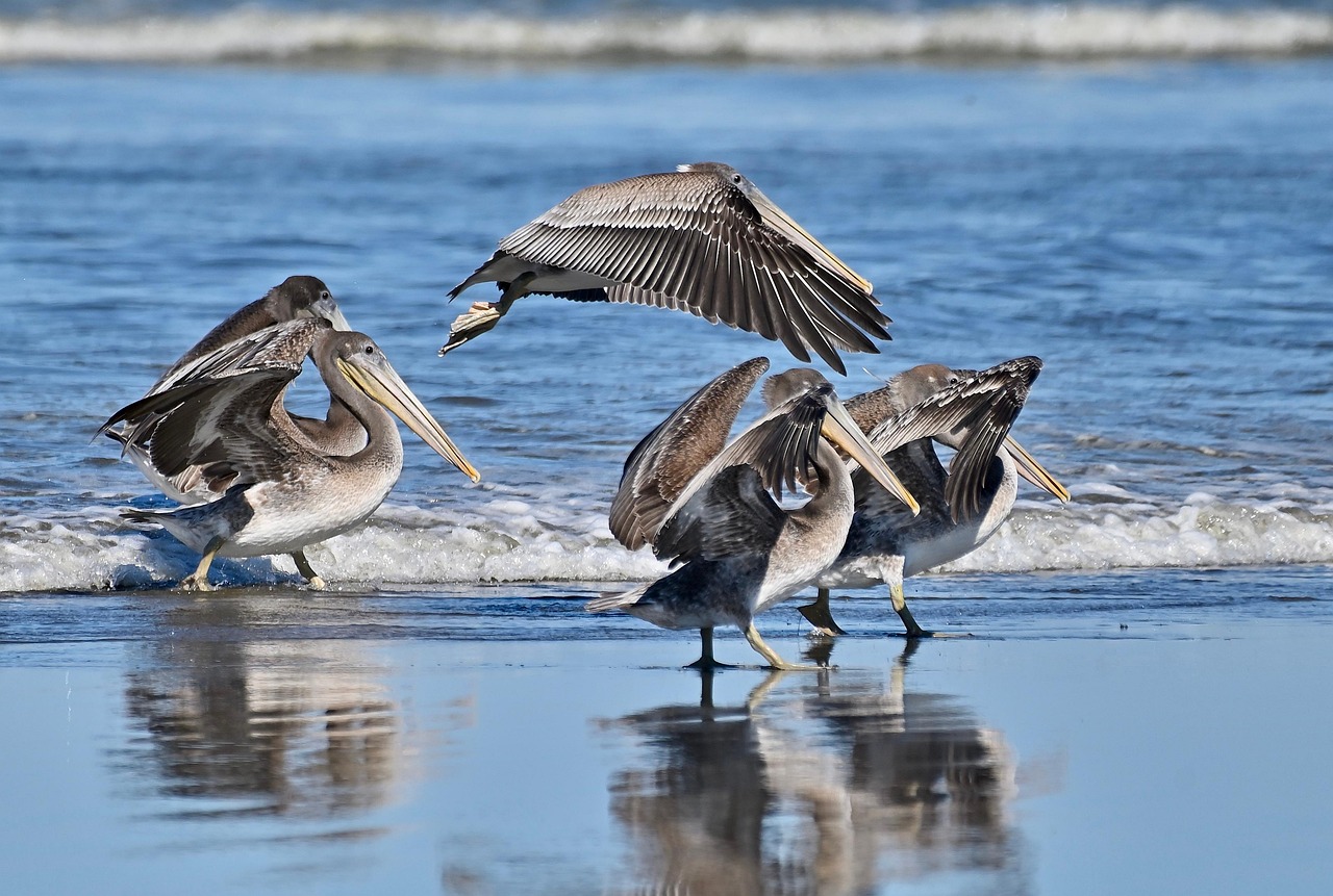 Birds - free online jigsaw puzzle photo