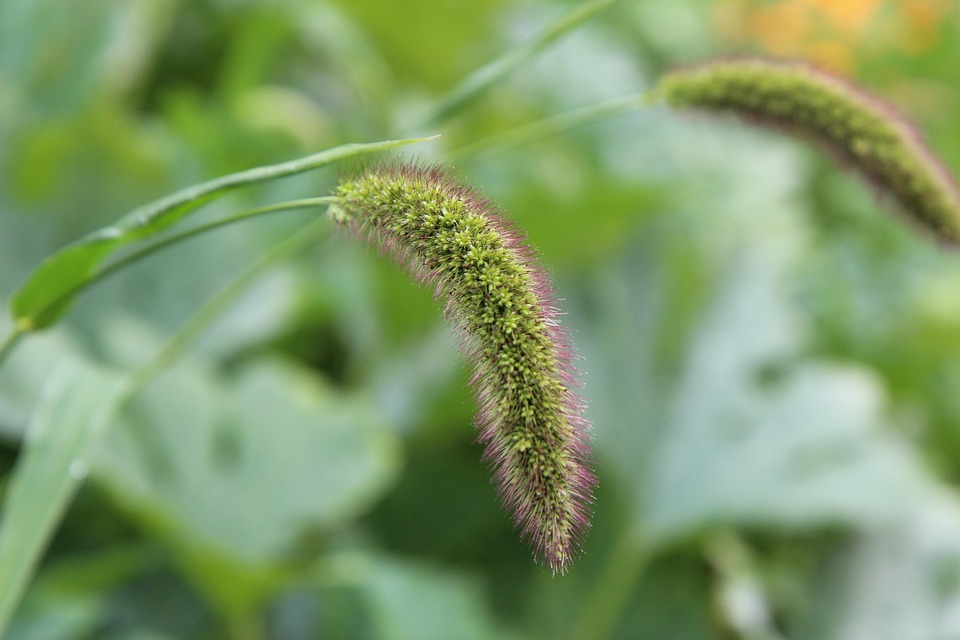 Cereals Seeds Millet Foxtail - Free photo on Pixabay